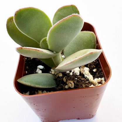 Crassula cotyledonis - Dubia