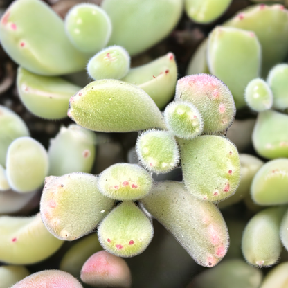 Cotyledon tomentosa - Bear's Paw